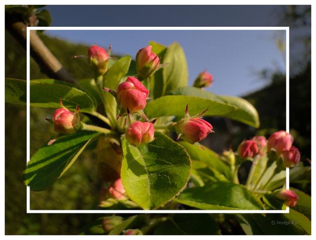 Malus-sierappel.jpg