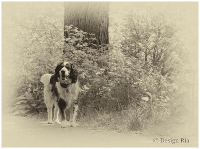 Hond+in+park.jpg