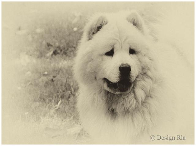 Chow-chow1.jpg